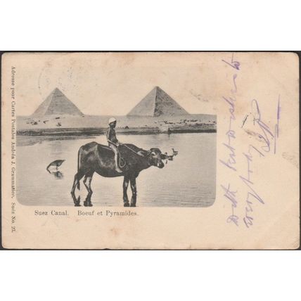 Boeuf et Pyramides, Suez Canal, 1903 - Grammatico CPA