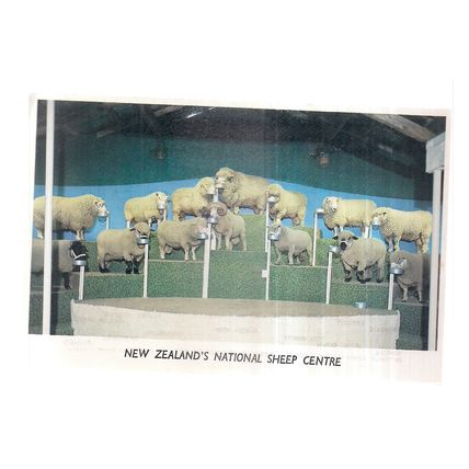 EXPO RAM DISPLAY, THE AGRODOME, ROTORUA, NEW ZEALAND unused vintage postcard