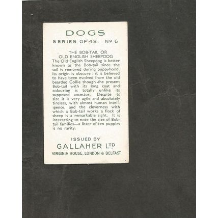 Cigarette Card Gallaher Dogs A series 1936 # 6 Old English Sheep Dog