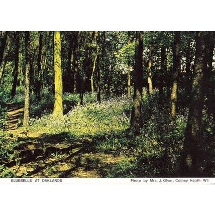Bluebell Flowers Oaklands Wood Forest Hertfordshire Womens Institute Postcard