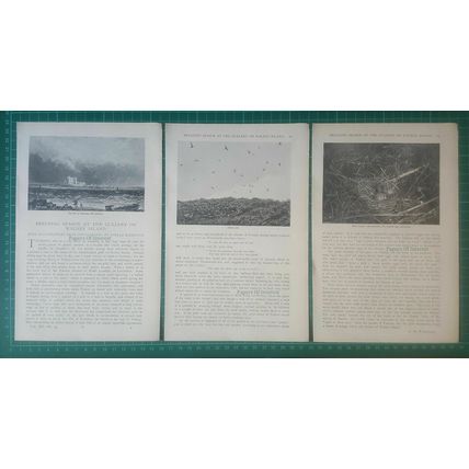 (5949) Walney Island Lancashire Breeding Season Stella Hamilton - 1897 Article