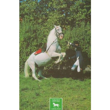 Horse Yugoslavia Equestrian Olympic Games Preparation ? Levade Postcard