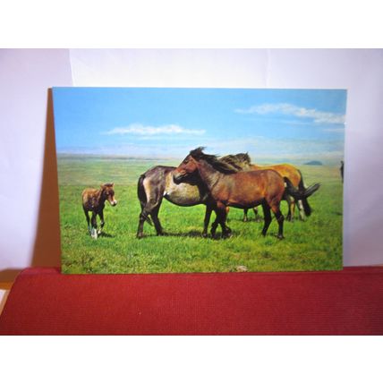 NEW FOREST PONIES, unused vintage postcard PT2721 (a) #