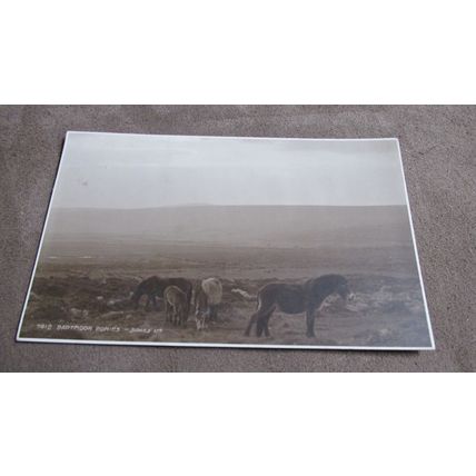 1923 fr Judges Postcard - Dartmoor Ponies - Devon