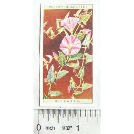 1923 Wills, Wild Flowers No. 3 Bindweed