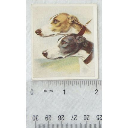 1939 Godfrey Phillips Our Dogs No. 19 The Greyhound