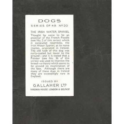 Cigarette Card Gallaher Dogs A series 1936 # 20 Irish Water Spaniel