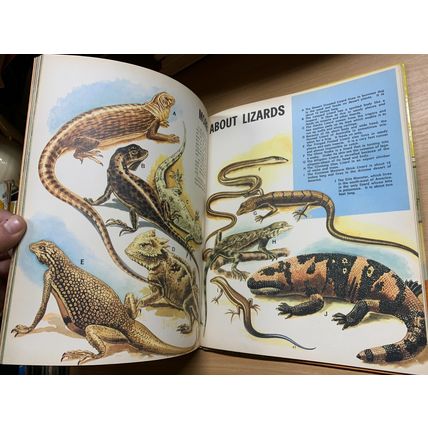 1968 "THE THIRD TREASURE BOOK OF ANIMALS" ANNUAL HARDBACK BOOK (P4)
