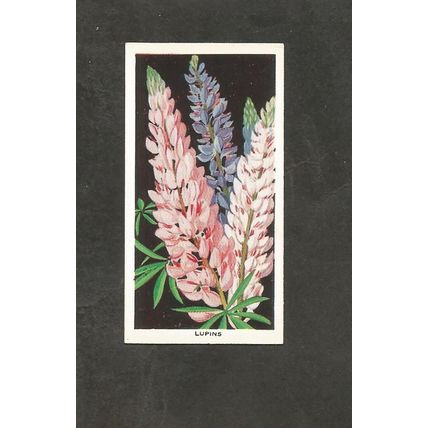 Cigarette Card Carreras Flowers 1936 #6 Lupins