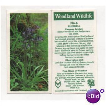 Brooke Bond Tea card Woodland Wildlife series no.4 BLUEBELL