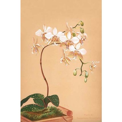 Phalenopsis Stuartiana; Philippine Orchid 12 x 18 Poster