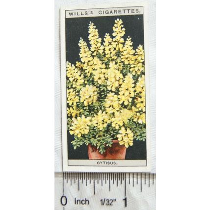 1925 Wills Flower Culture in Pots No. 20 Cytisus or Genista
