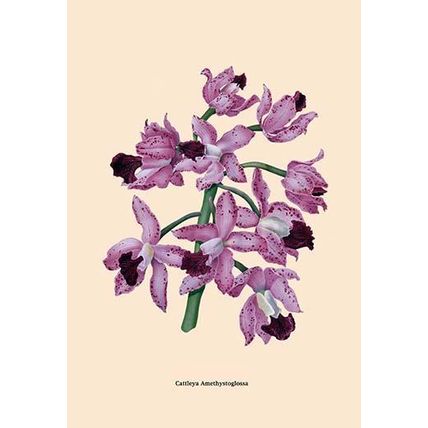 Orchid: Cattleya Amethystoglossa 20 x 30 Poster