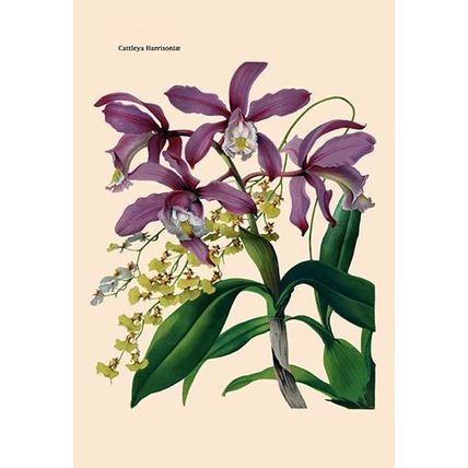 Orchid: Cattleya Harrisoniae 20 x 30 Poster