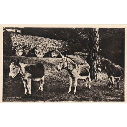 Donkeys Christchurch Castle Postcard Unused VGC