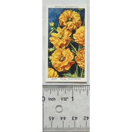 1939 Wills Garden Flowers No. 22 Geum - Orangeman