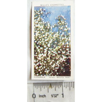 1939 Wills Garden Flowers No. 23 Gypsophilia