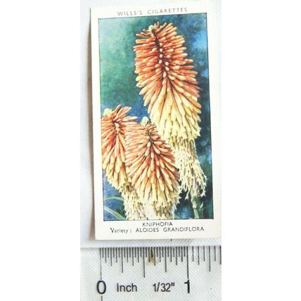 1939 Wills Garden Flowers No. 25 Kniphofia