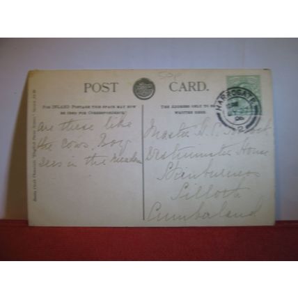 DAIRY COWS, CATTLE used antique postcard by Boots 1906 pm Short Horns =