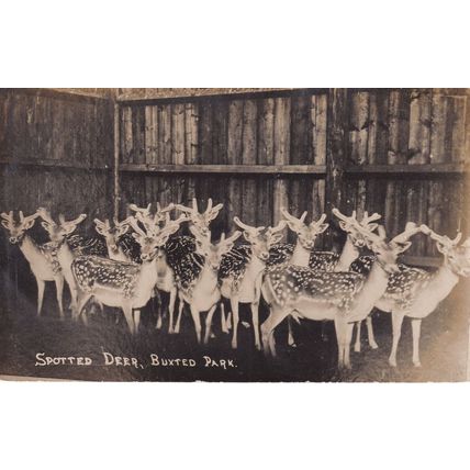 Spotted Deer Buxted Uckfield Old Real Photo Postcard