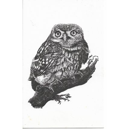 Little Owl - World Wildlife Fund Postcard