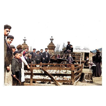 ptc9173 - Yorks - Doncaster Animal Market (Goslings) early 1900s - print 6x4