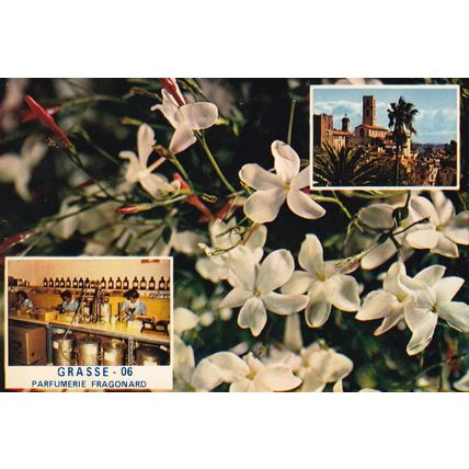 White Flowers Perfume French Women Labourers Perfumerie Grasse Fragonard Postcar