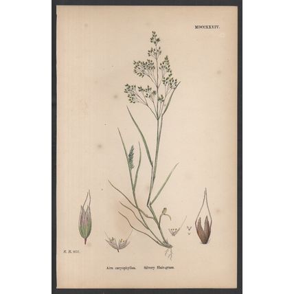 SILVERY HAIR-GRASS 1872 John Edward Sowerby PLANT PRINT