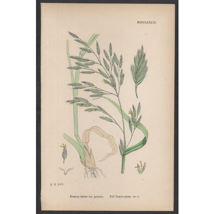TALL FESCUE-GRASS, VAR. A 1872 John Edward Sowerby PLANT PRINT