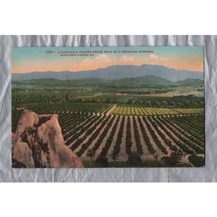 A California Orange Grove.Road Of A Thousand Wonders,Southern Pacific Co. - 1911