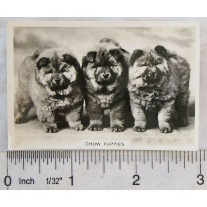 1939 Senior Service Dogs No. 31 Chow Puppies