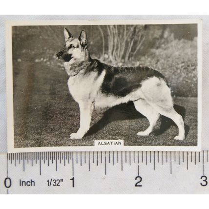 1939 Senior Service Dogs No. 29 Alsatian