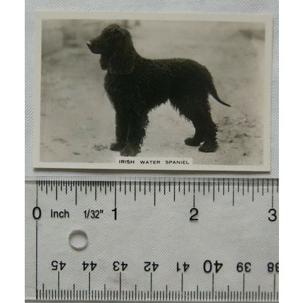 1939 Senior Service Dogs No. 27 Irish Water Spaniel