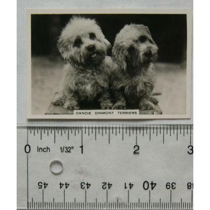1939 Senior Service Dogs No. 28 Dandie Dinmont Terriers
