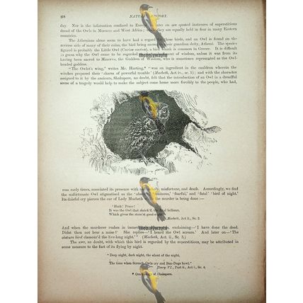 Little Owl, Natural History Book Illustration, 1896