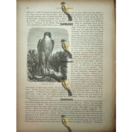 Peregrine Falcon, Natural History Book Illustration, 1896