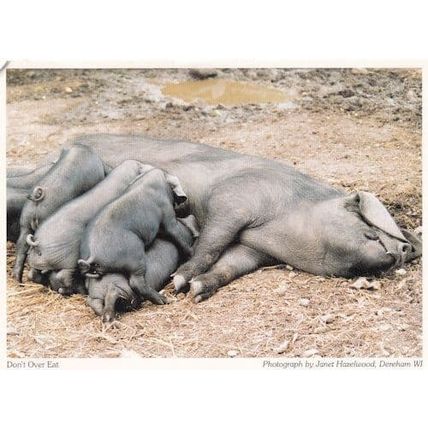 Dereham Pigs Cattle Stuffed Dont Overeat Norfolk Postcard