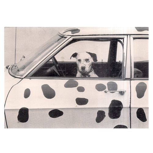 DALMATIAN DOG, 'FINGAL' used postcard c.1980 photo by Chris Smith 1979 =