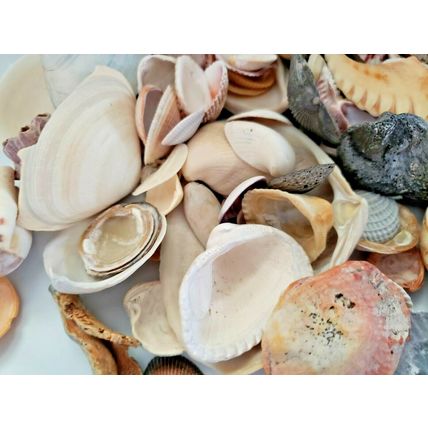 Lot of Handpicked Sea Shells for Decoration or Crafts Almost 3lbs