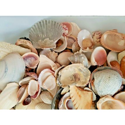 Lot of Handpicked Sea Shells for Decoration or Crafts Almost 3lbs