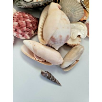 Lot of Handpicked Sea Shells for Decoration or Crafts Almost 3lbs