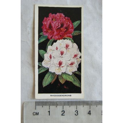 1936 Carreras Flowers No. 5 Rhododendrons