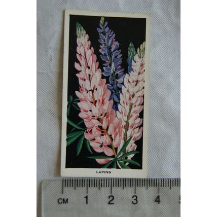 1936 Carreras Flowers No. 6 Lupins