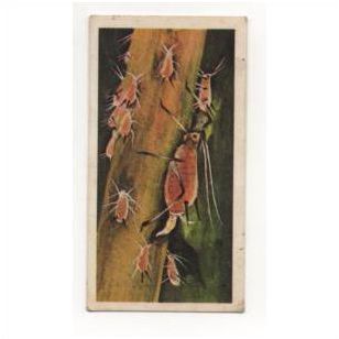1976 Brooke Bond Tea card Wonders of Wildlife No.7 Most prolific animal