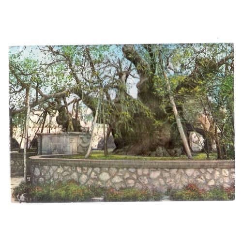 THE PLATANE-TREE OF HIPPOCRATES used postcard. 1985 postmark =