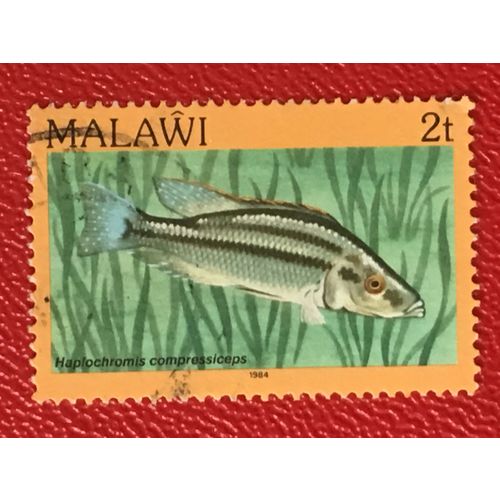 Malawi 1984 2t Malawi Eyebiter Used SG 689 Sc 428 fish stamp postage cichlid