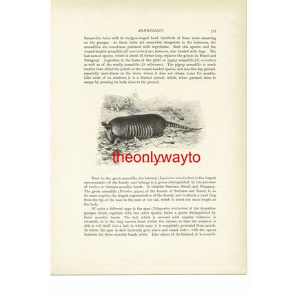 Pera Armadillo, Animal Book Illustration (Print), c1916