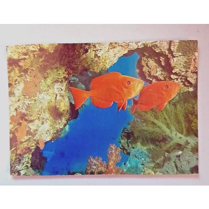 PRIACANTHUS HAMRUR - GOGGLE EYE - POSTCARD