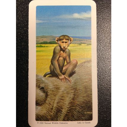 Red Rose Tea Card - Blue Ribbon Animals & Young Series 18 - Set of 18 cards