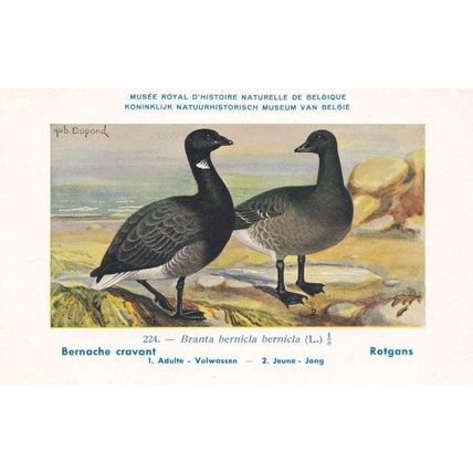 Brante Bernicla Goose Geese WW2 Bird Vintage Rare Postcard
